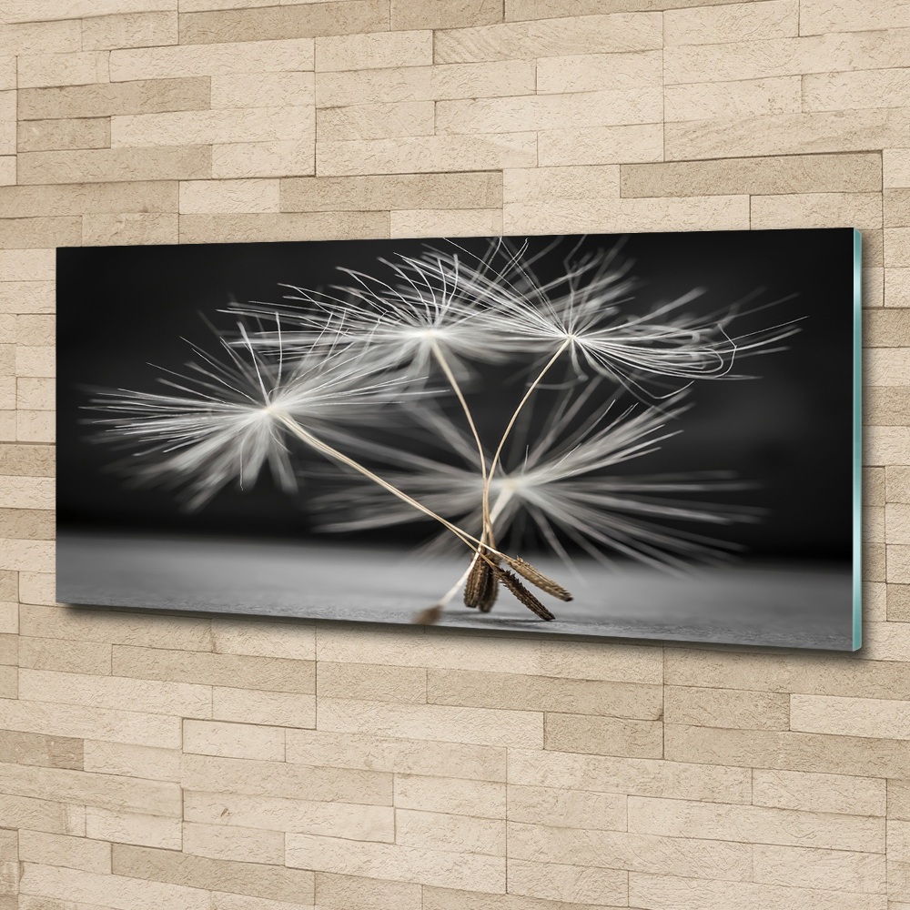 Print on acrylic Dandelion seeds