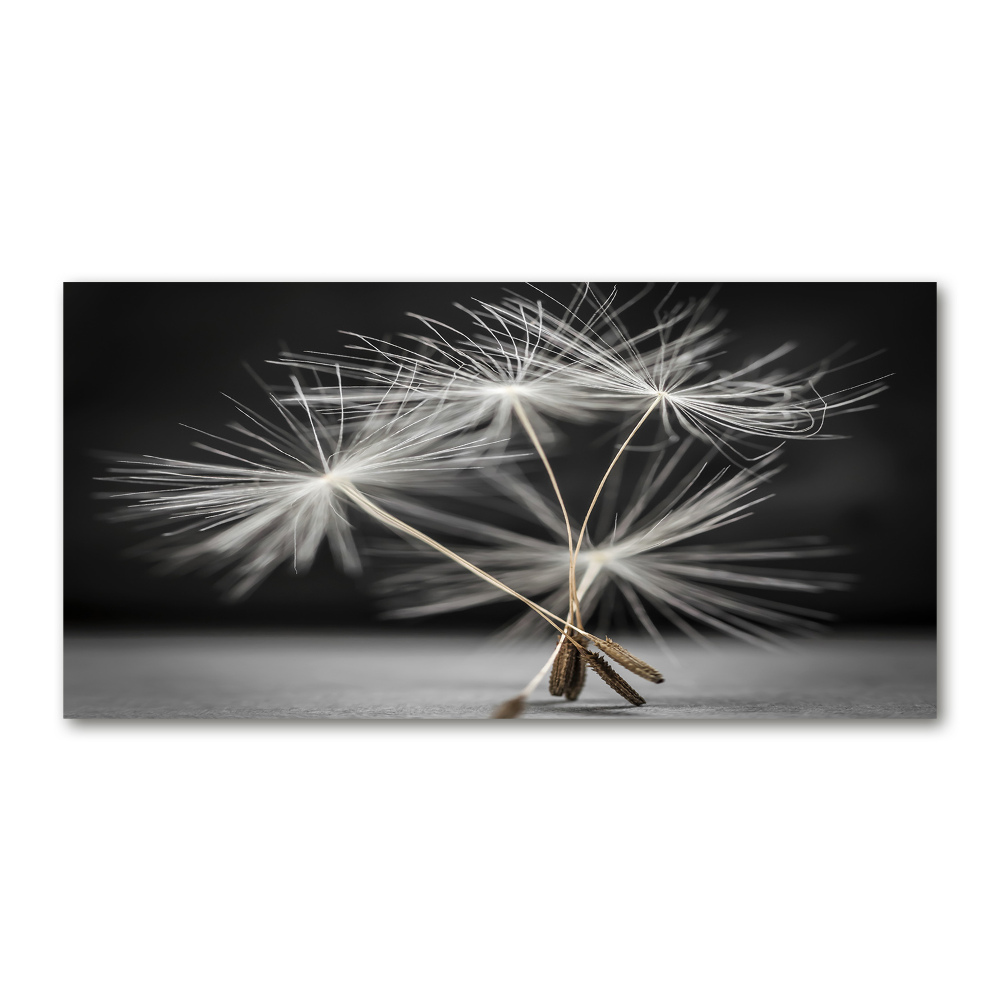 Print on acrylic Dandelion seeds