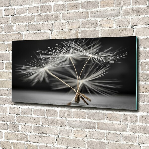 Print on acrylic Dandelion seeds