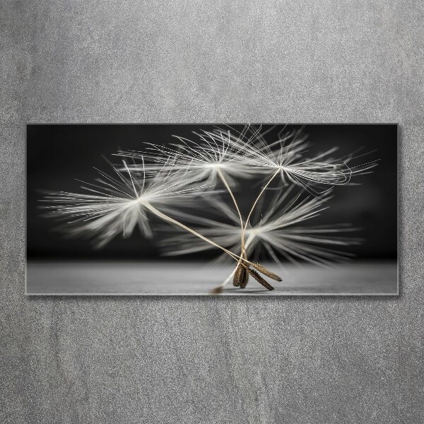 Print on acrylic Dandelion seeds