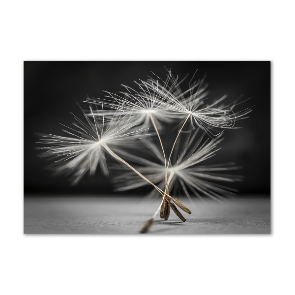 Print on acrylic Dandelion seeds