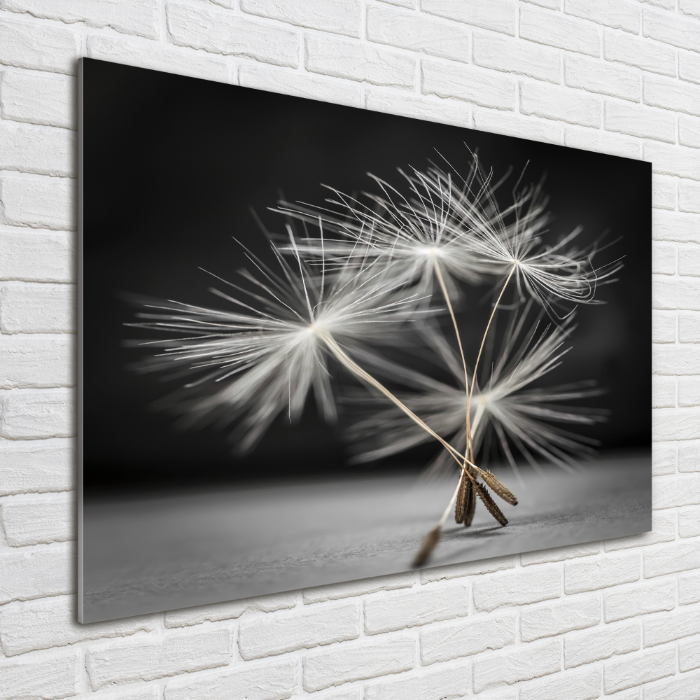 Print on acrylic Dandelion seeds