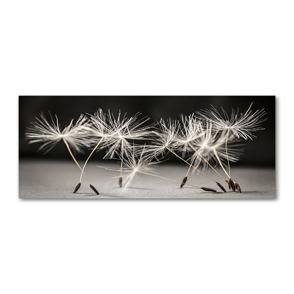 Print on acrylic Dandelion seeds