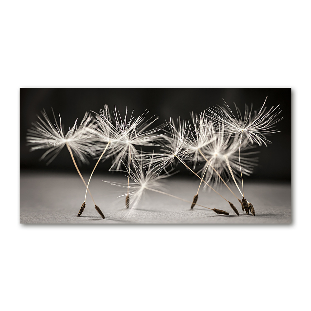 Print on acrylic Dandelion seeds