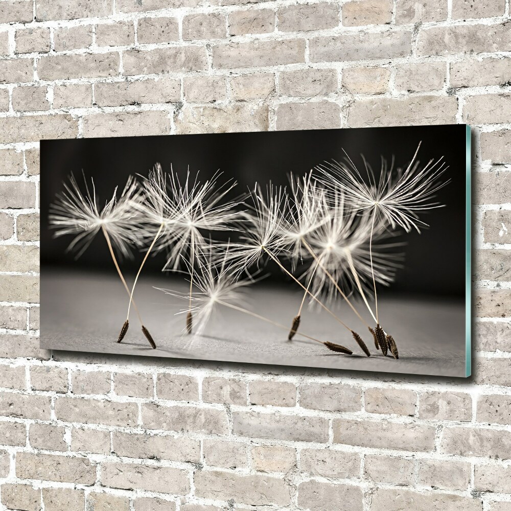 Print on acrylic Dandelion seeds