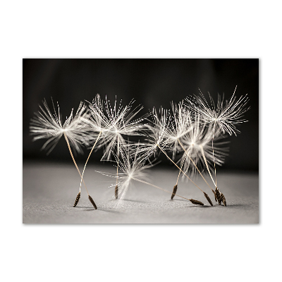 Print on acrylic Dandelion seeds