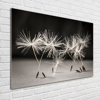 Print on acrylic Dandelion seeds