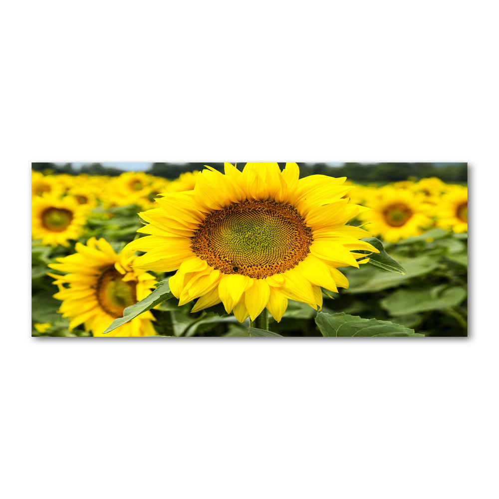 Wall art acrylic Sunflower field