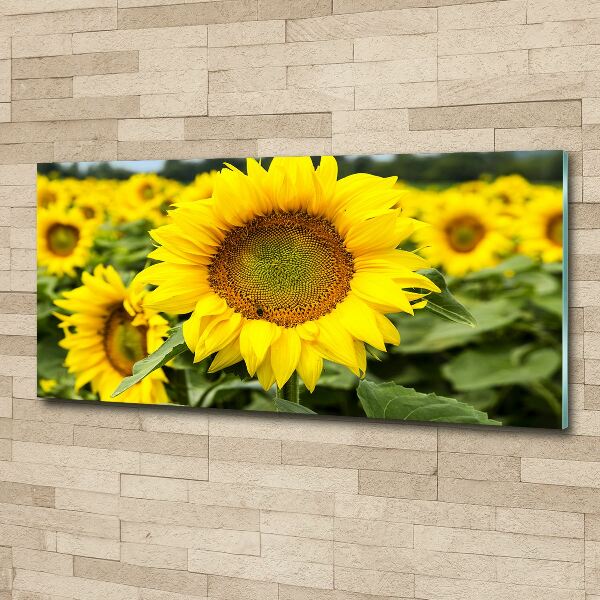 Wall art acrylic Sunflower field