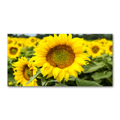 Wall art acrylic Sunflower field