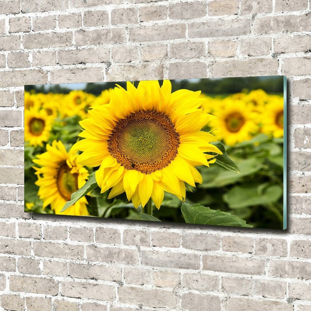 Wall art acrylic Sunflower field