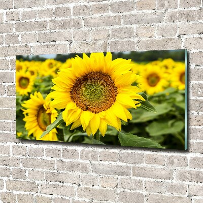 Wall art acrylic Sunflower field