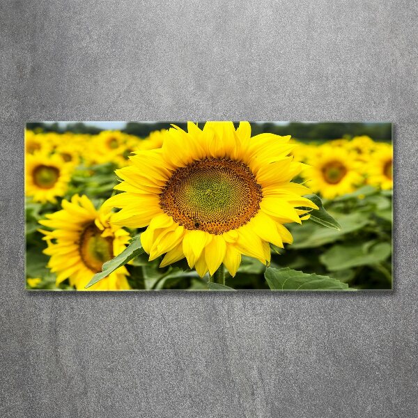 Wall art acrylic Sunflower field