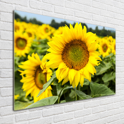 Wall art acrylic Sunflower field