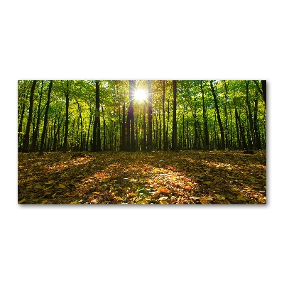 Acrylic print Forest