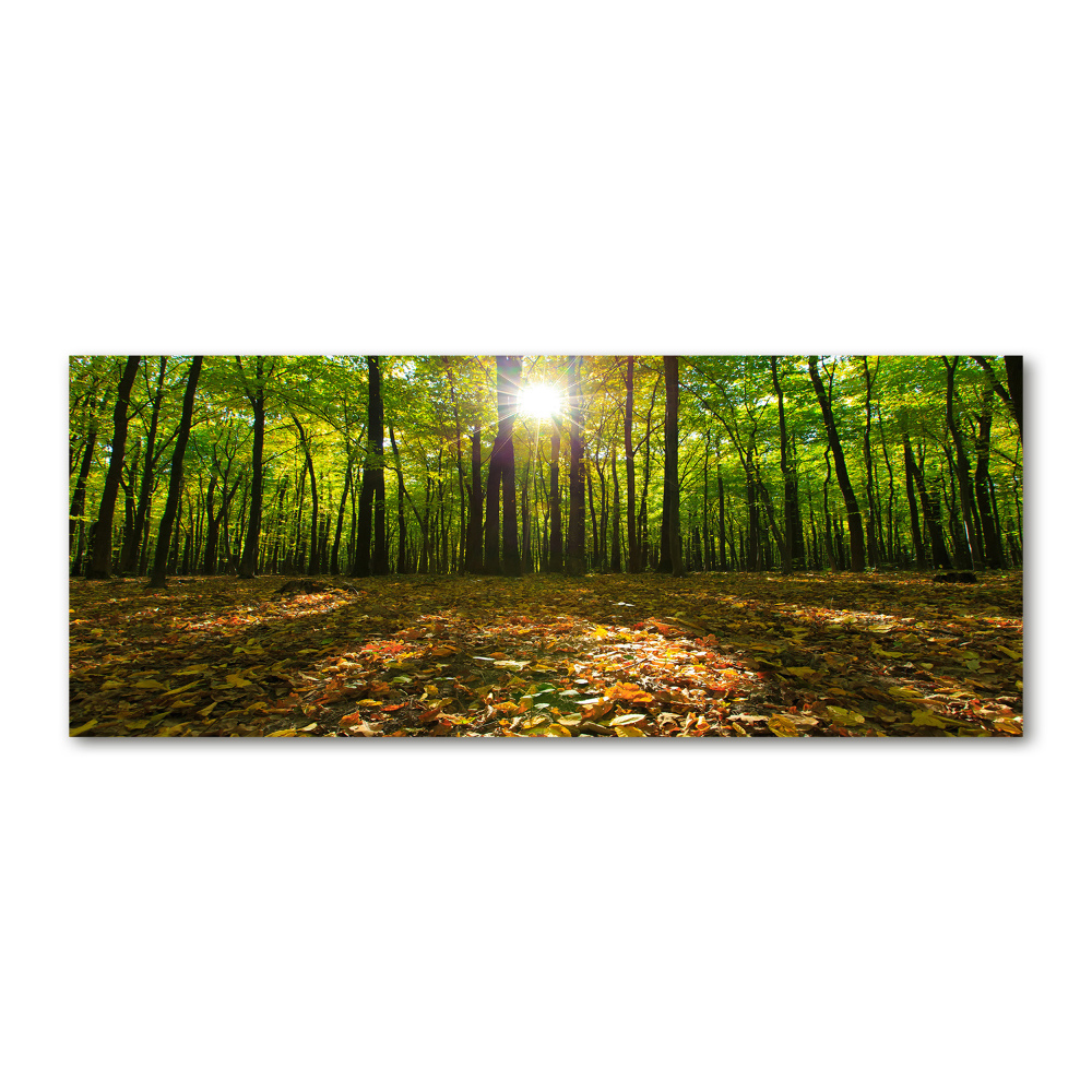 Acrylic print Forest