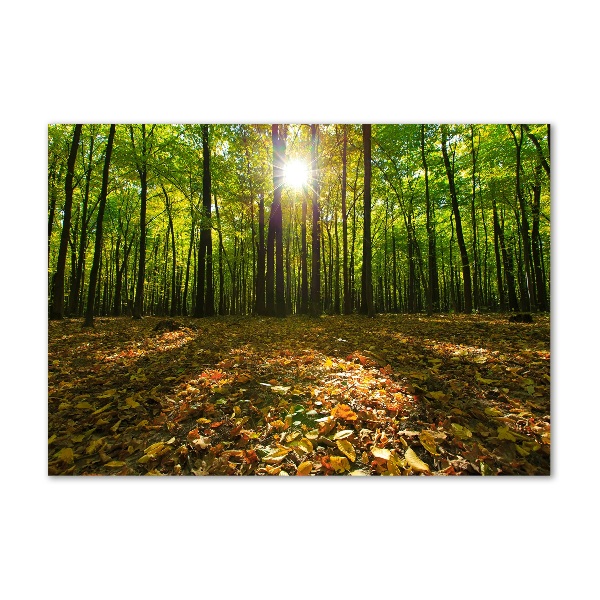 Acrylic print Forest