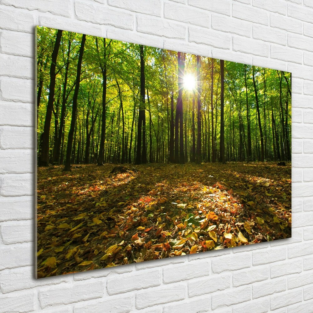 Acrylic print Forest