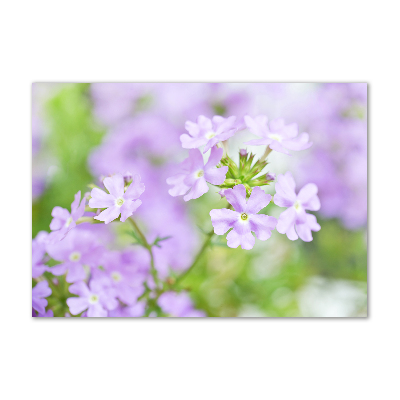 Wall art acrylic Verbena