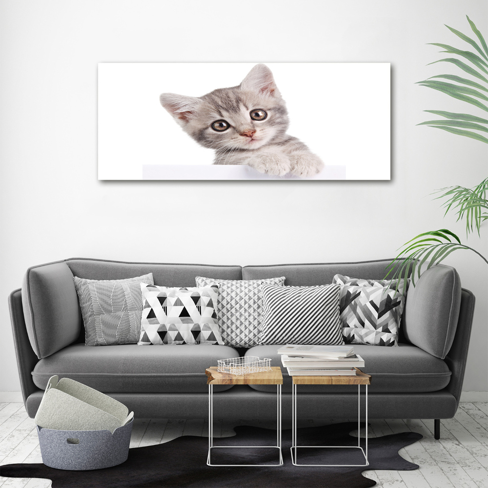 Print on acrylic Gray cat