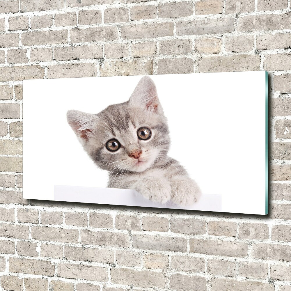 Print on acrylic Gray cat