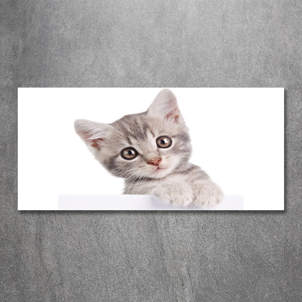 Print on acrylic Gray cat