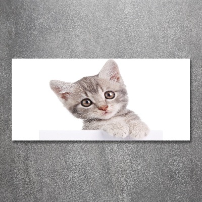 Print on acrylic Gray cat