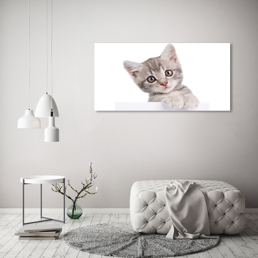 Print on acrylic Gray cat