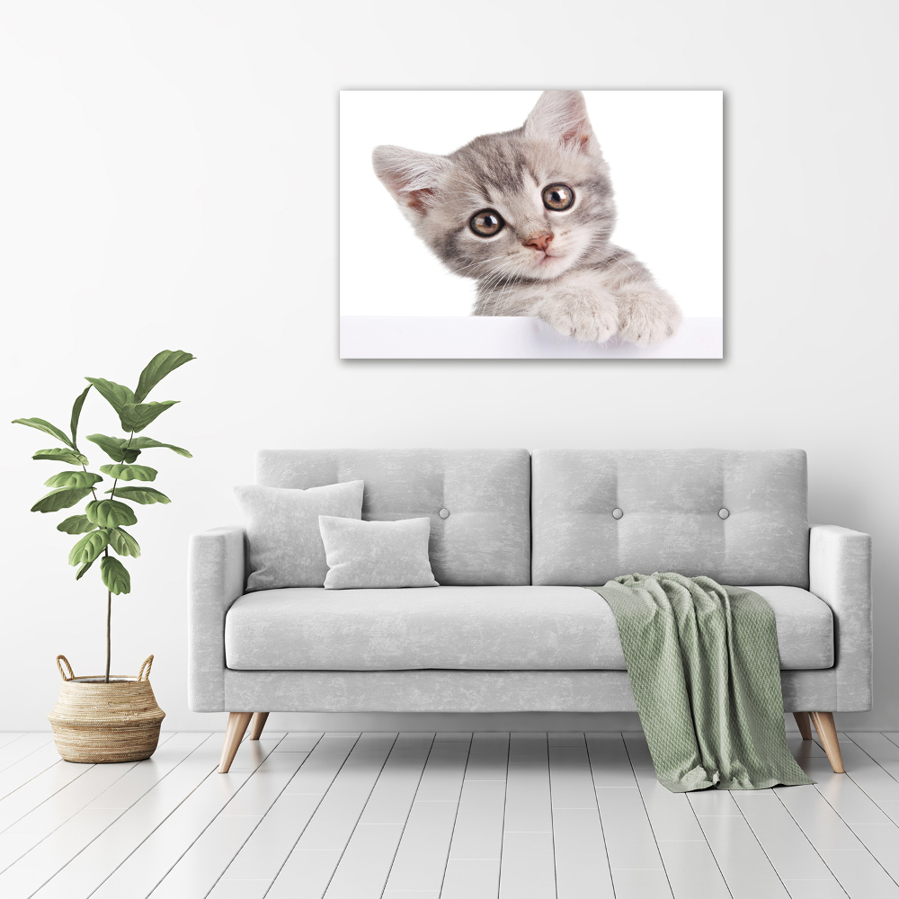 Print on acrylic Gray cat