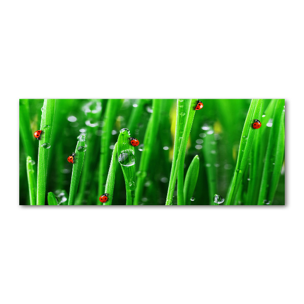 Wall art acrylic Ladybugs on the grass