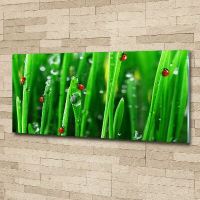 Wall art acrylic Ladybugs on the grass