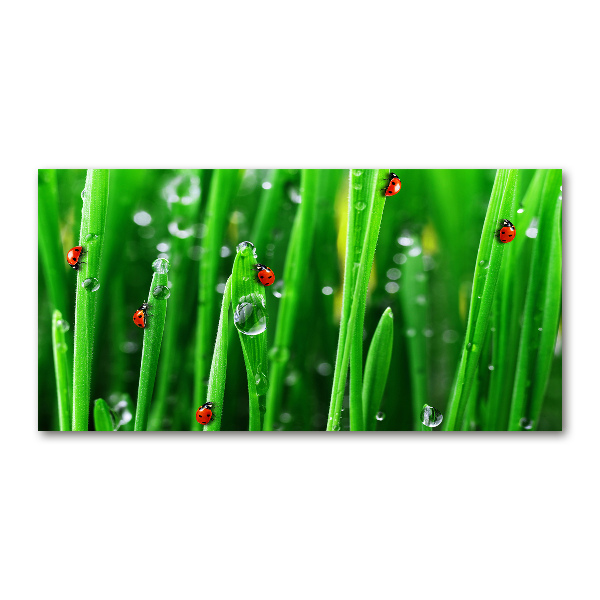 Wall art acrylic Ladybugs on the grass