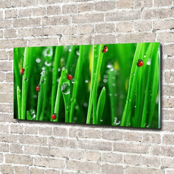 Wall art acrylic Ladybugs on the grass