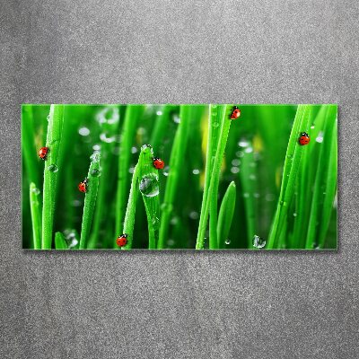 Wall art acrylic Ladybugs on the grass