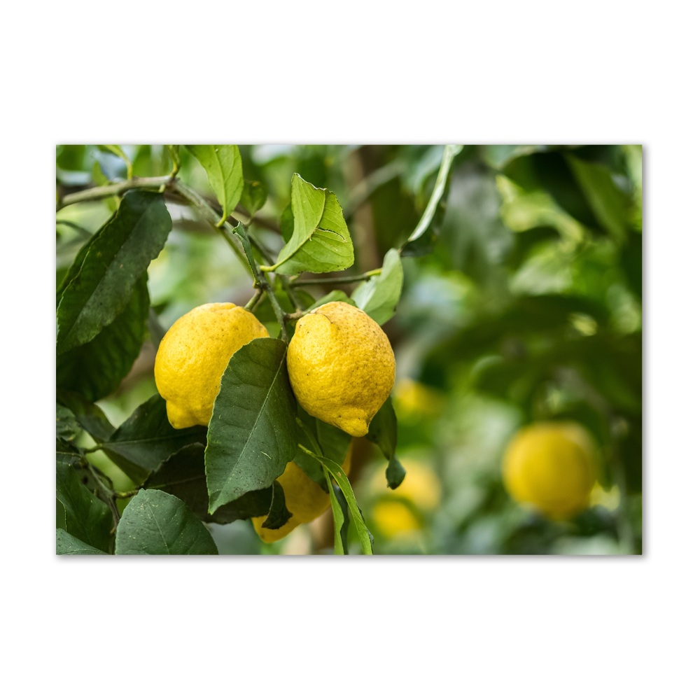 Glass acrylic wall art Lemons on a tree