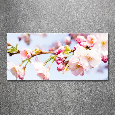 Print on acrylic Cherry blossoms