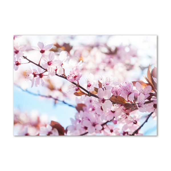 Acrylic wall art Cherry blossoms