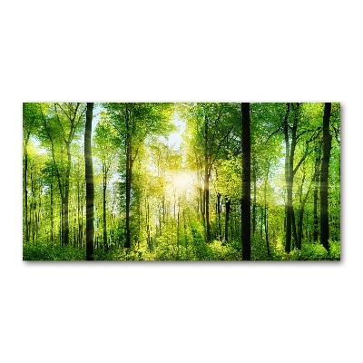 Acrylic print Forest in the sun