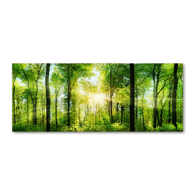 Acrylic print Forest in the sun