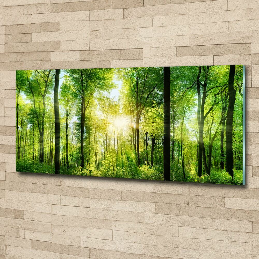 Acrylic print Forest in the sun