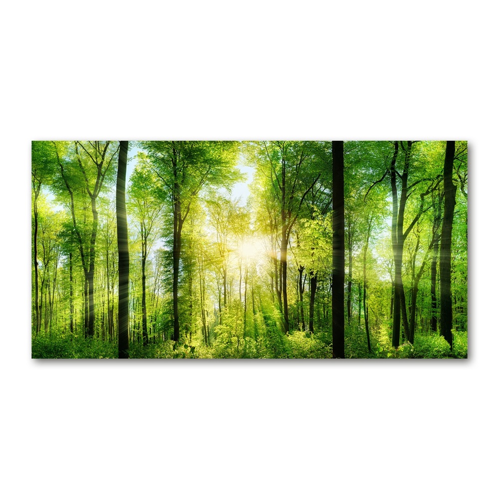 Acrylic print Forest in the sun