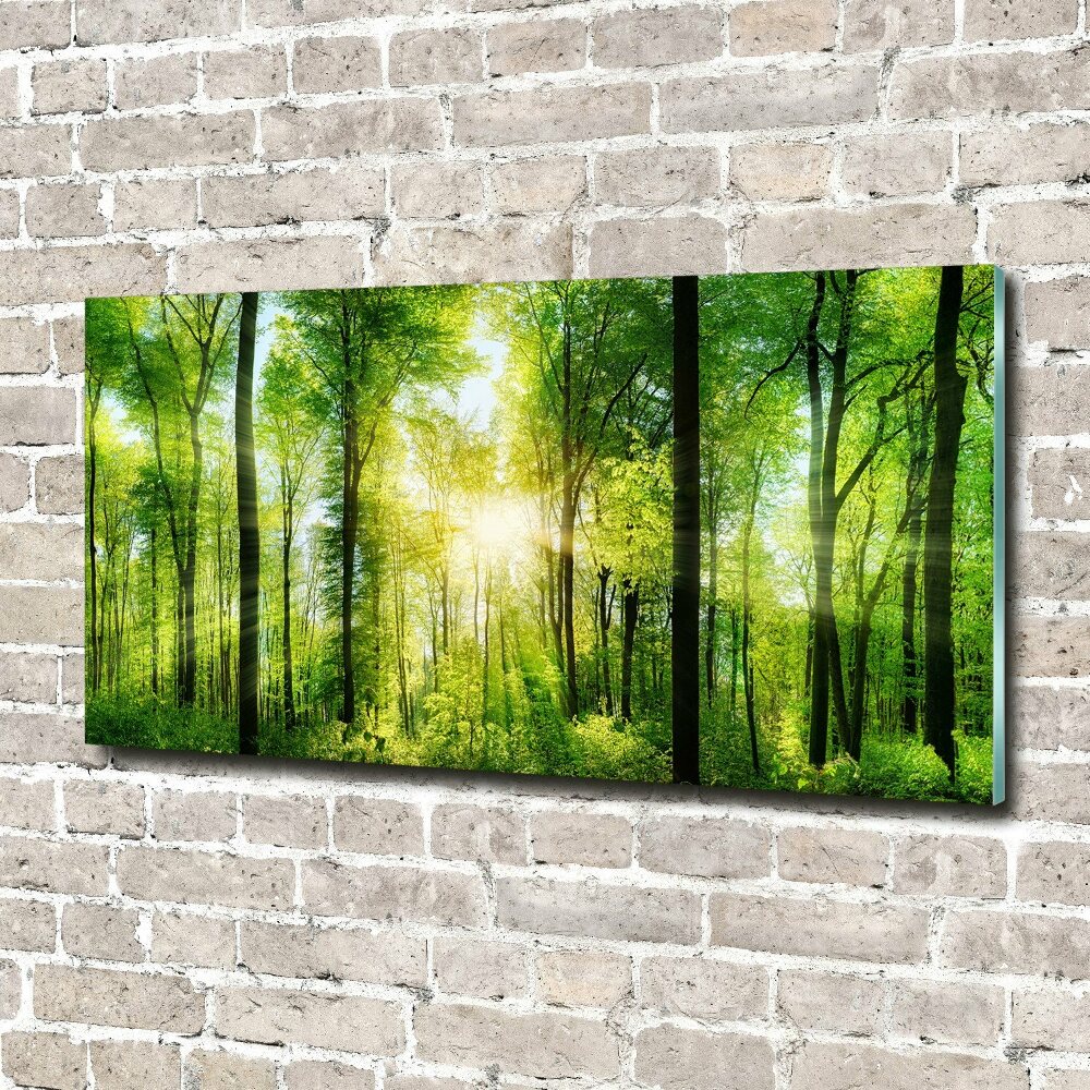 Acrylic print Forest in the sun