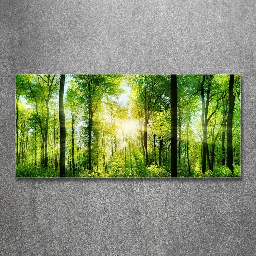 Acrylic print Forest in the sun