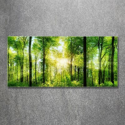 Acrylic print Forest in the sun