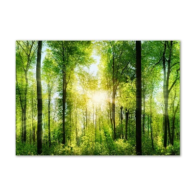 Acrylic print Forest in the sun