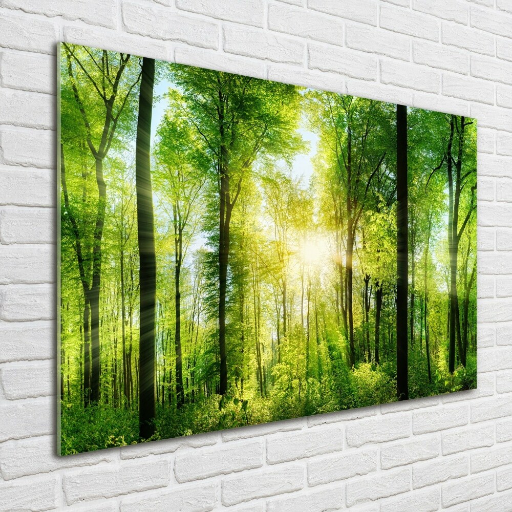 Acrylic print Forest in the sun