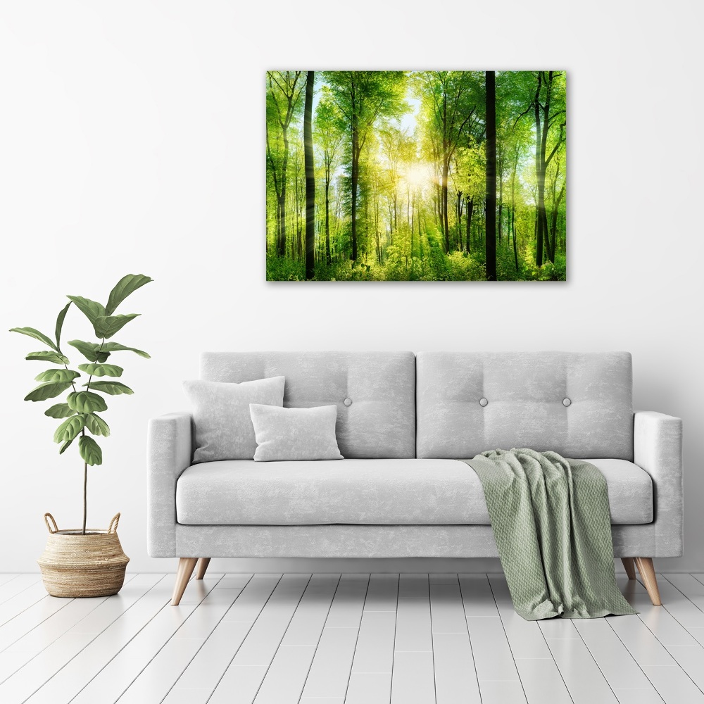 Acrylic print Forest in the sun