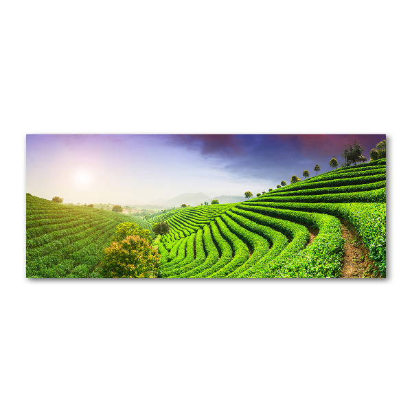 Acrylic wall art Tea plantation