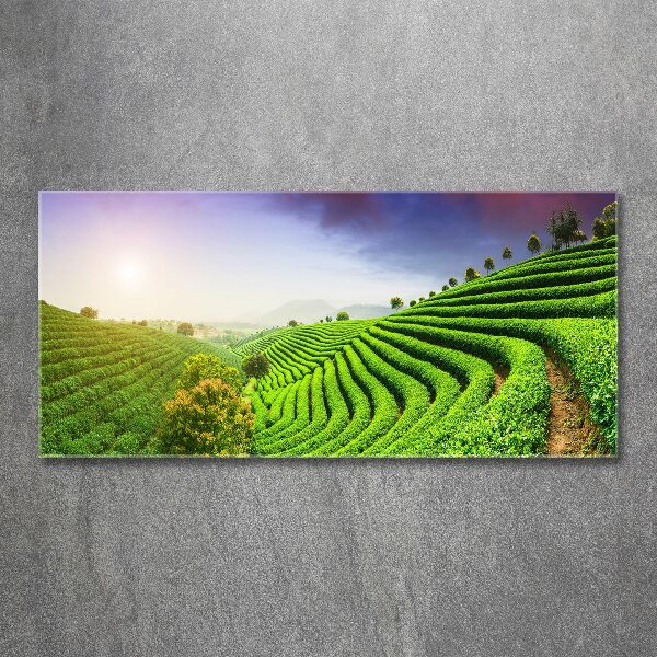 Acrylic wall art Tea plantation