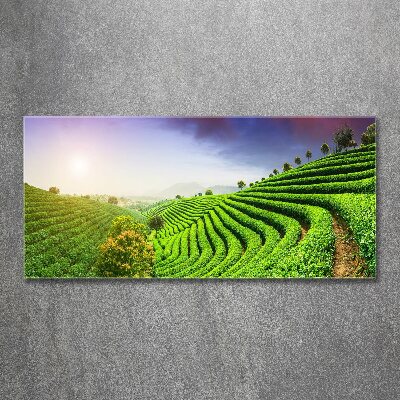 Acrylic wall art Tea plantation